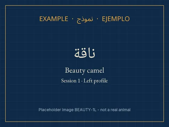 Beauty camel · photo session